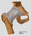 Articulacion de la cadera vista ventral